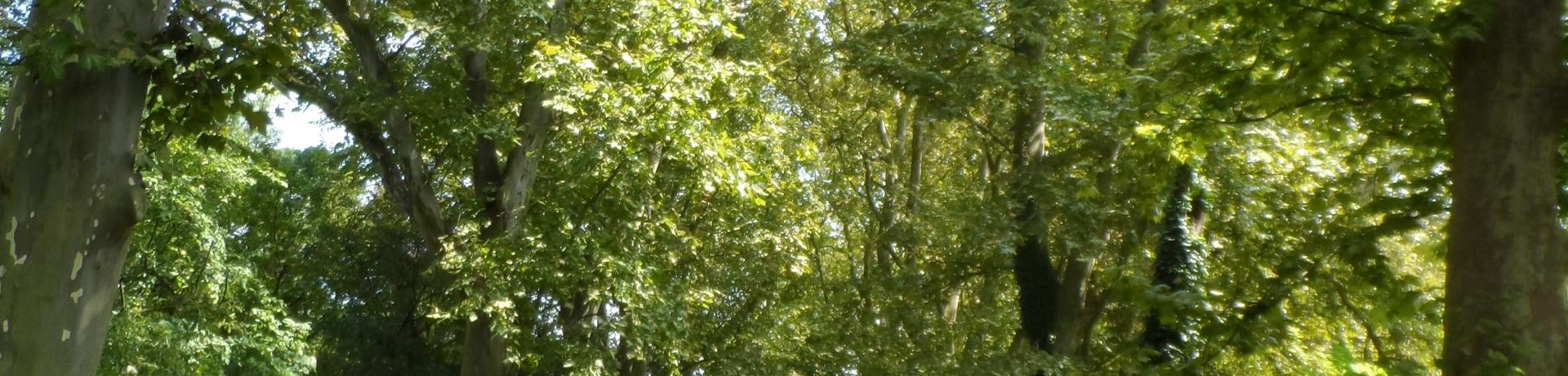 Mohai Platánsor nyáron