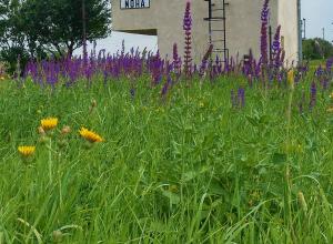 Felhívás kaszálásra