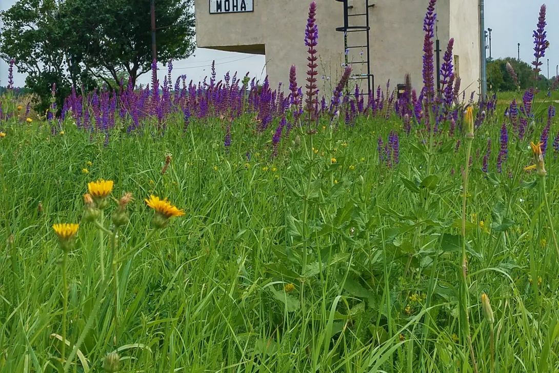 Felhívás kaszálásra